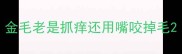 金毛老是抓痒还用嘴咬掉毛