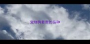 宠物狗最贵的品种