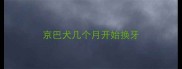 京巴犬几个月开始换牙