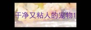 干净又粘人的宠物