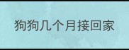 狗狗几个月接回家