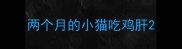 两个月的小猫吃鸡肝