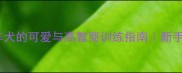 边牧日常牧羊犬的可爱与高智商训练指南新手必看养宠攻略