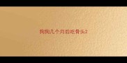 狗狗几个月后吃骨头