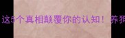 宠物狗能不能吃这5个真相颠覆你的认知养狗人必看食用指南