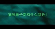 猫咪鼻子都有什么颜色