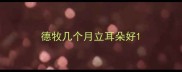 德牧几个月立耳朵好