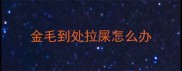 金毛到处拉屎怎么办