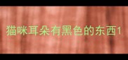 猫咪耳朵有黑色的东西