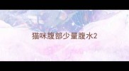 猫咪腹部少量腹水