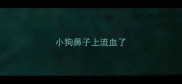 小狗鼻子上流血了