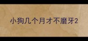 小狗几个月才不磨牙