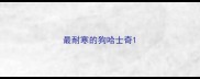最耐寒的狗哈士奇