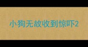 小狗无故收到惊吓