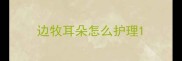 边牧耳朵怎么护理