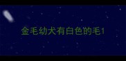 金毛幼犬有白色的毛
