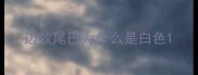 边牧尾巴为什么是白色
