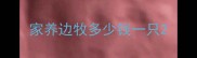 家养边牧多少钱一只