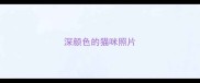 深颜色的猫咪照片