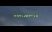 拉布拉多犬能吃生菜吗