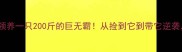 救助流浪泰迪犬领养一只200斤的巨无霸从捡到它到带它逆袭我了这些养狗经验