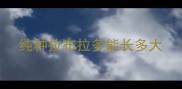 纯种拉布拉多能长多大