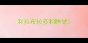 和拉布拉多狗睡觉