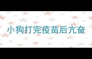 小狗打完疫苗后亢奋