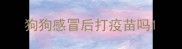 狗狗感冒后打疫苗吗