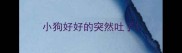 小狗好好的突然吐了