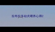 拉布拉多幼犬喂养心得