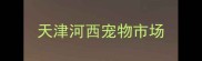 天津河西宠物市场