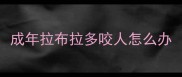 成年拉布拉多咬人怎么办