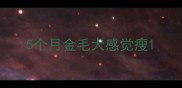 5个月金毛犬感觉瘦