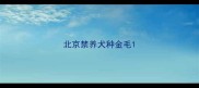 北京禁养犬种金毛