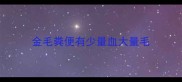 金毛粪便有少量血大量毛