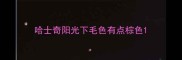 哈士奇阳光下毛色有点棕色