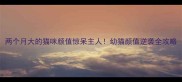 两个月大的猫咪颜值惊呆主人幼猫颜值逆袭全攻略