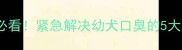 40天幼拉必看紧急解决幼犬口臭的5大黄金法则