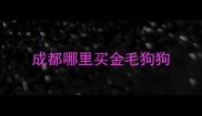 成都哪里买金毛狗狗