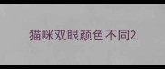 猫咪双眼颜色不同