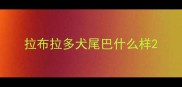 拉布拉多犬尾巴什么样