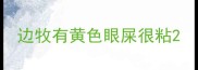 边牧有黄色眼屎很粘