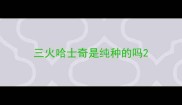 三火哈士奇是纯种的吗