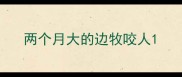 两个月大的边牧咬人