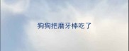狗狗把磨牙棒吃了