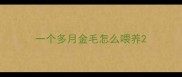 一个多月金毛怎么喂养