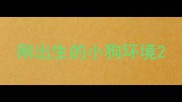刚出生的小狗环境