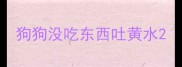 狗狗没吃东西吐黄水