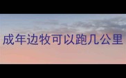 成年边牧可以跑几公里